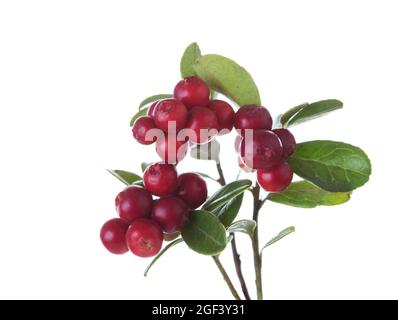 Branches avec baies de framboises mûres isolées sur fond blanc. Mise au point sélective. Banque D'Images