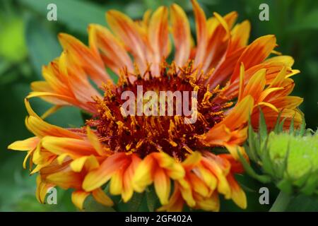 gros plan d'un blossem coloré de gaillardia aristata Banque D'Images