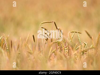 Champ de blé commun (Triticum aestivum) Banque D'Images