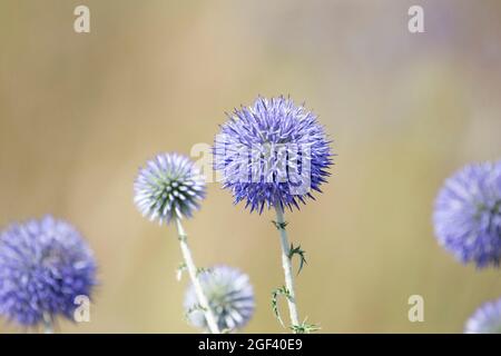 Echinops ritro, le chardon-Marie du Sud à Dobrogea, Roumanie Banque D'Images