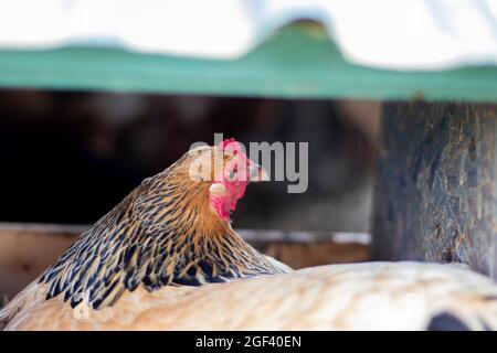 Poulet ou poules pondeuses et pondeuses dans leur coop Banque D'Images