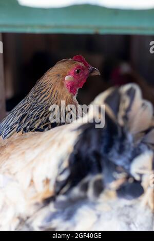 Poulet ou poules pondeuses et pondeuses dans leur coop Banque D'Images