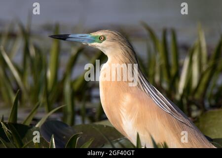 Héron de nuit à couronne noire (Nycticorax nycticorax) Banque D'Images