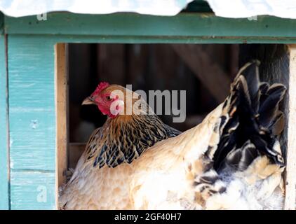 Poulet ou poules pondeuses et pondeuses dans leur coop Banque D'Images