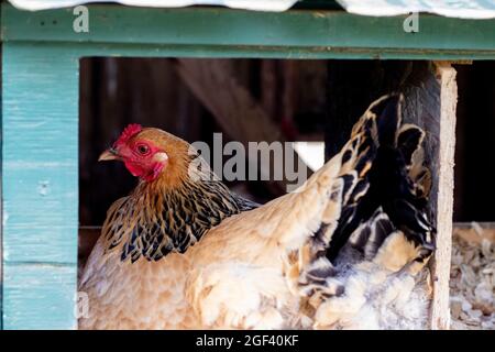 Poulet ou poules pondeuses et pondeuses dans leur coop Banque D'Images