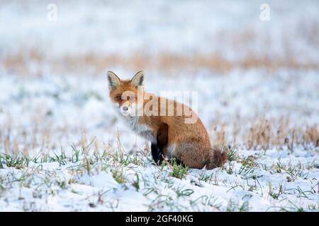 Renard roux assis dans la neige Banque D'Images
