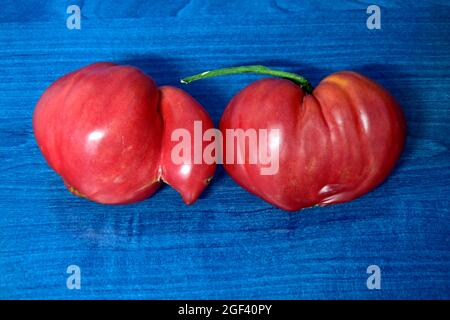 Couple de tomates mûres en forme de cœur, brillantes, rouges, en gros plan sur un plan d'examen bleu. Banque D'Images