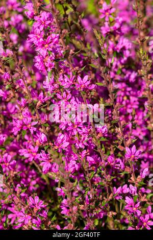 Dynamic Lythrum virgatum 'Dropmore Purple', Wand loestrife 'Dropmore Purple', portrait naturel des plantes Banque D'Images