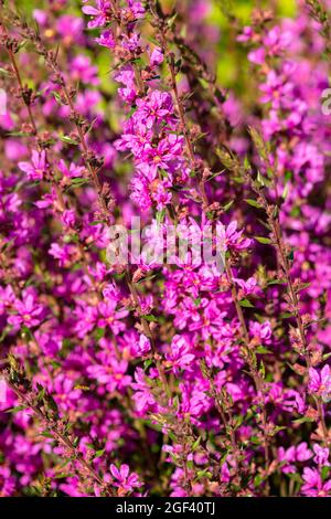 Dynamic Lythrum virgatum 'Dropmore Purple', Wand loestrife 'Dropmore Purple', portrait naturel des plantes Banque D'Images