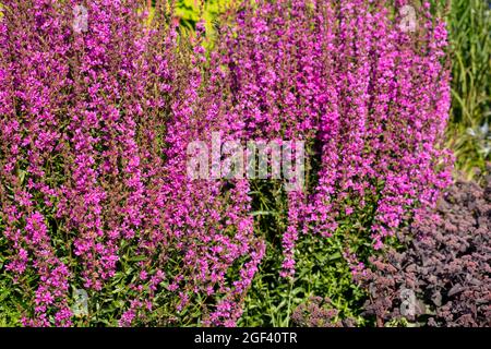 Dynamic Lythrum virgatum 'Dropmore Purple', Wand loestrife 'Dropmore Purple', portrait naturel des plantes Banque D'Images