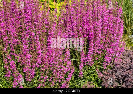 Dynamic Lythrum virgatum 'Dropmore Purple', Wand loestrife 'Dropmore Purple', portrait naturel des plantes Banque D'Images