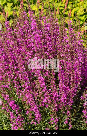 Dynamic Lythrum virgatum 'Dropmore Purple', Wand loestrife 'Dropmore Purple', portrait naturel des plantes Banque D'Images