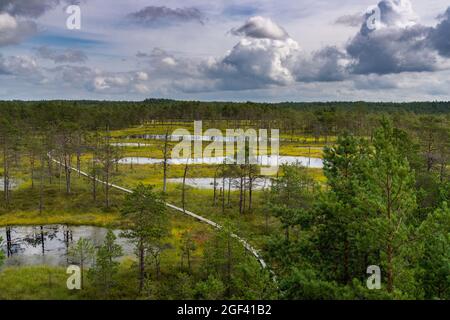 Un sentier de promenade en bois menant à travers un paysage de tourbière avec des arbres clairsemés Banque D'Images