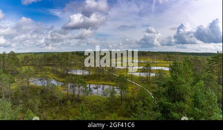 Un sentier de promenade en bois menant à travers un paysage de tourbière avec des arbres clairsemés Banque D'Images