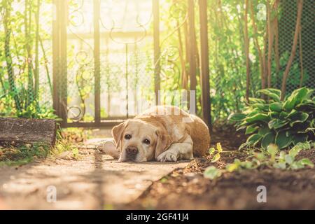 Mignon fauve Labrador se trouve sur un chemin dans le jardin Banque D'Images