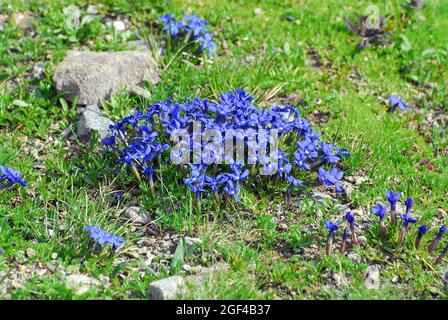 Spring gentian, Fühlings-Enzian, tavaszi tárnics, encián, Gentiana verna, Autriche, Alpes, Europe Banque D'Images