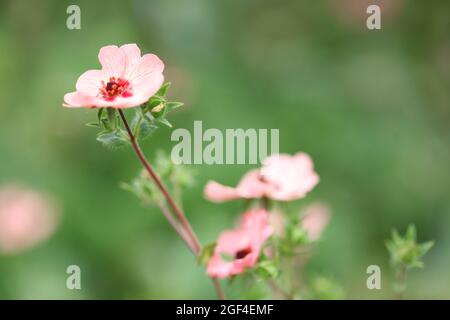 Huile de quinquefoil népalaise à fleurs roses / Potentilla nepalensis variété 'miss Willmott' Banque D'Images