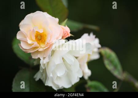 Gros plan de la Rose musc hybride, Rosa Penelope Banque D'Images