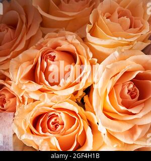 Gros plan d'un bouquet de belles fleurs faites de roses orange. Le concept des vacances. Photo de haute qualité Banque D'Images