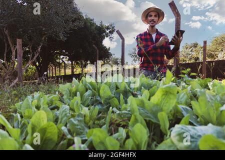 Agriculteur avec une tablette devant un champ de laitue. Utilisation du support numérique sur la ferme au coucher du soleil. Banque D'Images