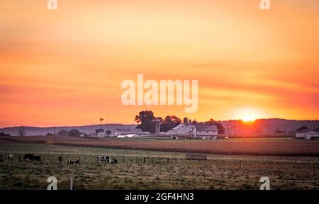 Lever de soleil d'une ferme et d'une ferme avec des vaches en pâturage et un soleil rouge Banque D'Images