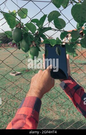 Tenant une tablette sur la ferme, fruit de la passion plante en arrière-plan. Banque D'Images