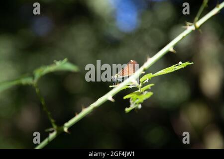 Macro photographie d'un insecte avec le nom scientifique 'Anisoptera' également connu sous le nom de 'tragon-Fly' Banque D'Images