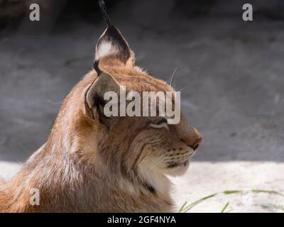 Lynx regarde avec les yeux d'éviction de l'abri. Banque D'Images