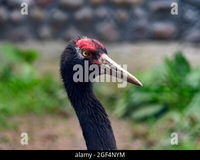 La grue à couronne rouge portrait Grus japonensis) aussi appelé la grue japonaise. Banque D'Images