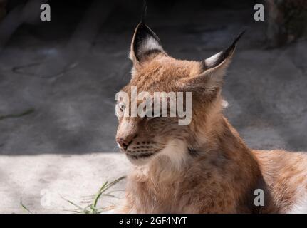 Lynx regarde avec les yeux d'éviction de l'abri. Banque D'Images