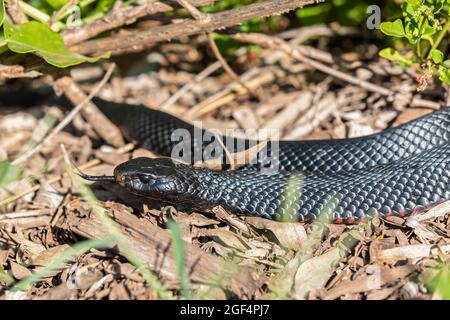 Serpent noir à ventre rouge (Pseudechis porphyriacus) Banque D'Images