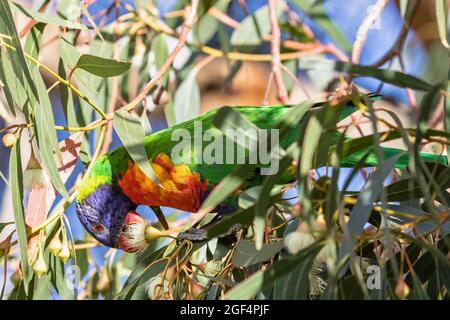Le Lorikeet arc-en-ciel (Trichoglossus moluccanus) se nourrissant des fruits des arbres Banque D'Images