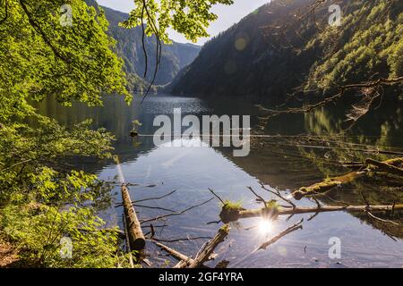 Le bois de grève se rassemble sur la rive du lac Toplitz en été Banque D'Images