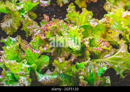 Jardinage urbain - détail de la laitue biologique dans le lit surélevé Banque D'Images