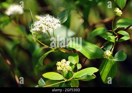 Dogwoods, Hartriegel, Cornus stolonifera, tarackos som, Hongrie, Magyarország, Europe Banque D'Images