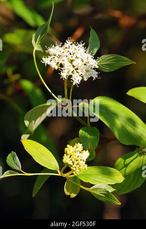 Dogwoods, Hartriegel, Cornus stolonifera, tarackos som, Hongrie, Magyarország, Europe Banque D'Images