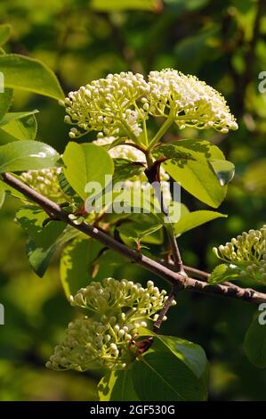 Dogwoods, Hartriegel, Cornus stolonifera, tarackos som, Hongrie, Magyarország, Europe Banque D'Images