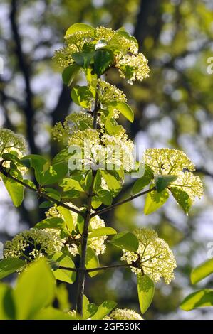 Dogwoods, Hartriegel, Cornus stolonifera, tarackos som, Hongrie, Magyarország, Europe Banque D'Images