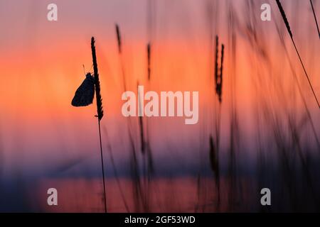 Draycott Sleights National nature Reserve (NNR), Somerset, Angleterre, Royaume-Uni, 23 août 2021. Une soirée ensoleillée a suivi une journée généralement grise. Cette image montre le ciel du soir juste après le coucher du soleil en regardant depuis le bord des collines de Mendip au-dessus des niveaux de Somerset, vers le réservoir de Cheddar. Avec un papillon bleu Chalkhill à la roost. Le bleu de Chalkhill est un habitant de craies et de calcaires non fertilisés du sud de l'Angleterre. Crédit : Simon Carder/Alay Live News Banque D'Images