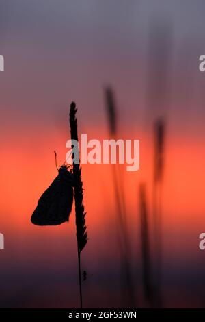 Draycott Sleights National nature Reserve (NNR), Somerset, Angleterre, Royaume-Uni, 23 août 2021. Une soirée ensoleillée a suivi une journée généralement grise. Cette image montre le ciel du soir juste après le coucher du soleil en regardant depuis le bord des collines de Mendip au-dessus des niveaux de Somerset, vers le réservoir de Cheddar. Avec un papillon bleu Chalkhill à la roost. Le bleu de Chalkhill est un habitant de craies et de calcaires non fertilisés du sud de l'Angleterre. Crédit : Simon Carder/Alay Live News Banque D'Images