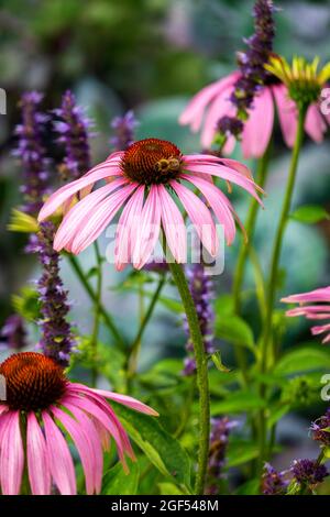 L'abeille se nourrissant de conefères en fleurs Banque D'Images