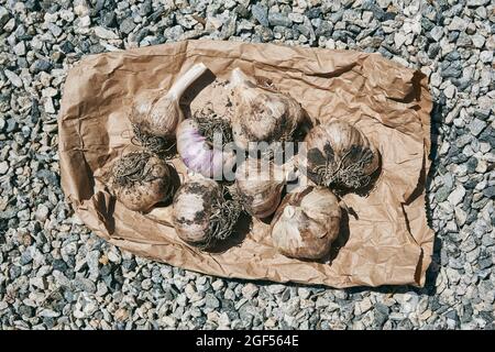 Regardez vers le bas sur un groupe de bulbes d'ail fraîchement récoltés sur un sac de papier brun Banque D'Images