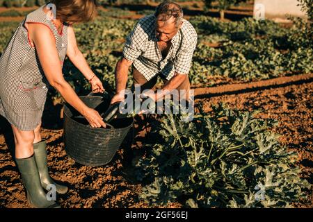 Couple senior collectant les légumes dans le panier lors de la récolte le jour ensoleillé Banque D'Images