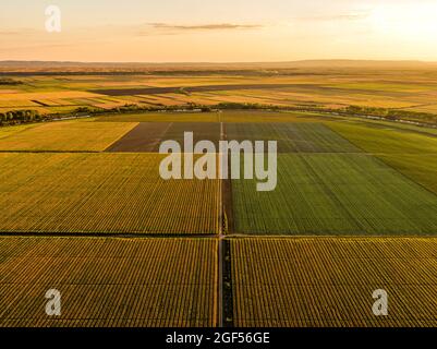 Vue aérienne de vastes champs agricoles au coucher du soleil d'été Banque D'Images