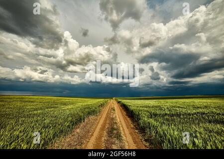 Tempête de nuages sur la route de terre coupant à travers un vaste champ de blé vert Banque D'Images