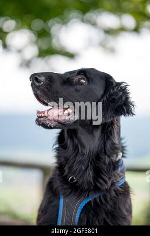 portrait d'un magnifique chien de retriever à plat Banque D'Images