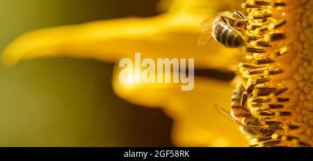 Abeille sur une fleur de tournesol, gros plan. Mise au point sélective. Banque D'Images