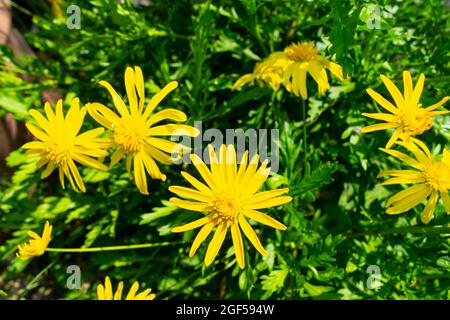 Gros plan de magnifiques fleurs de pâquerettes de brousse africaine jaune dans un jardin par une journée ensoleillée Banque D'Images