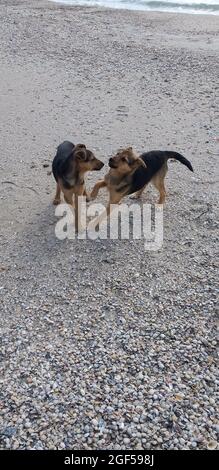 deux jeunes chiens jouant sur une plage de sable Banque D'Images