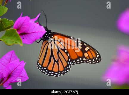 Monarque coloré papillon sur Bougainvillea rose plante Banque D'Images